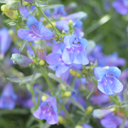 Penstemon Margarita Bop